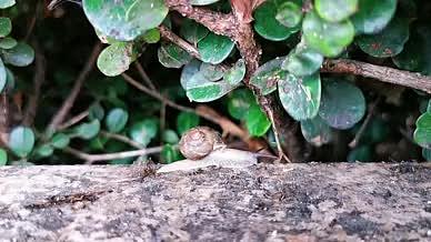 绵绵细雨中爬行的蜗牛视频的预览图